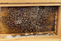 Bees at Forty Mile Pollinators - photo by Becky Zimmer