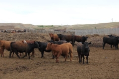 Cattle at Short Grass Ranches - Photo by Lisa Gunether